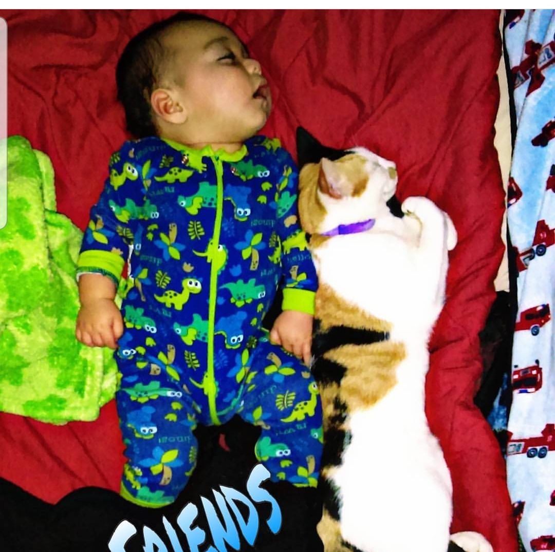 Cat selfies: Boys best friend
